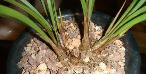 兰花从发芽到壮苗需要多长时间?