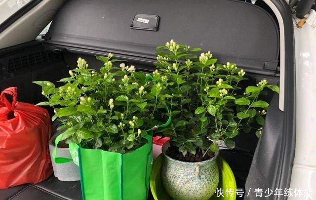 花市大捡漏，10种花现在买特合适，养一养就爆盆！