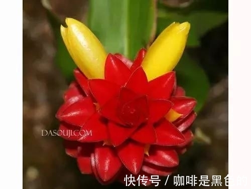 奇花|奇花、奇花、奇花、罕见奇花，赶快打开欣赏吧