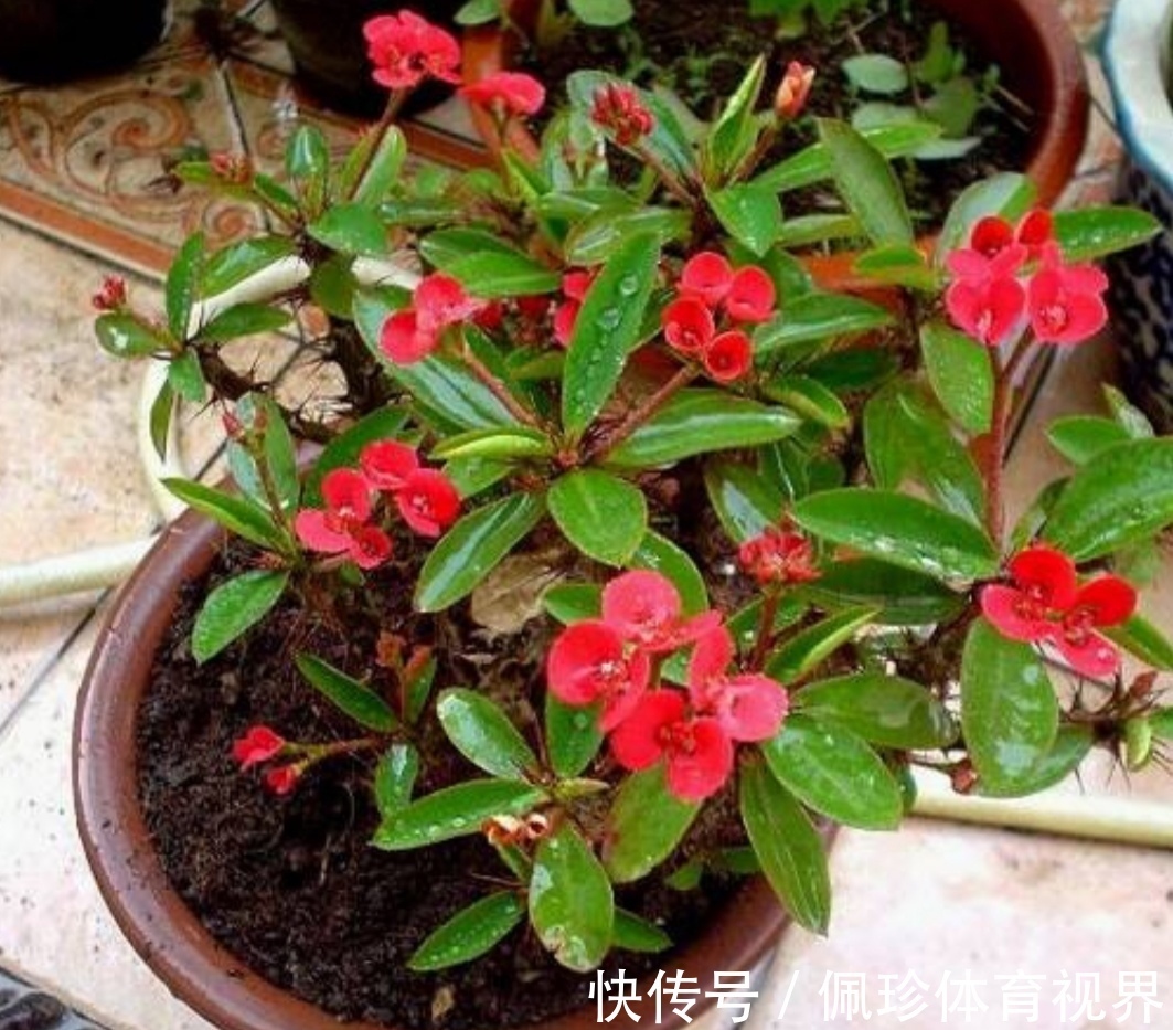 芦荟|耐干旱的5种花,夏天就怕多浇水,容易烂根黄叶