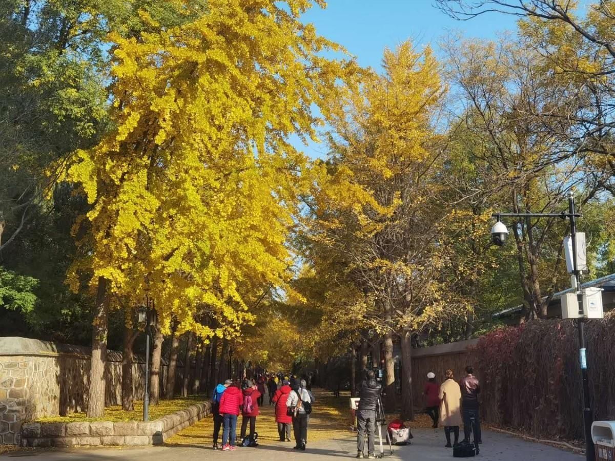  游客|银杏芦苇齐上阵，圆明园换“秋装”啦