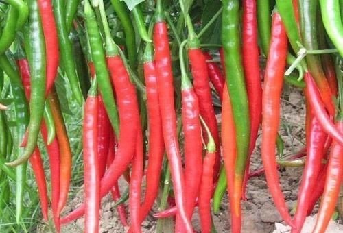 营养|想长寿得会吃,4种食物隔三差五吃,营养丰富,美容养颜,试试吧