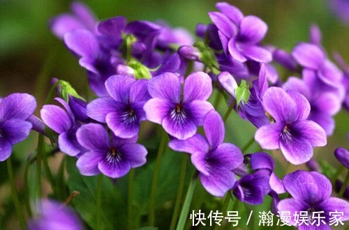 紫花|这花是神话里的美女变的，却在荒地里到处长，挖回家有大作用！