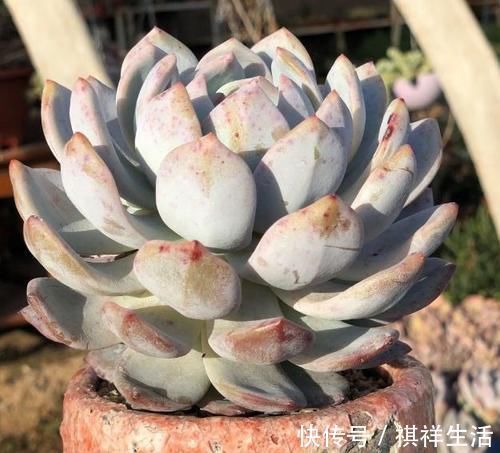 氮磷钾肥养多肉,全盆栽成“胖娃娃”,让别人看了都羡慕