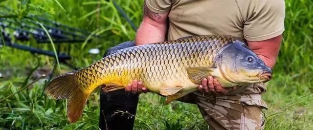 想要钓好鱼就要先打窝,如何做好窝才是决定渔获最关键的因素