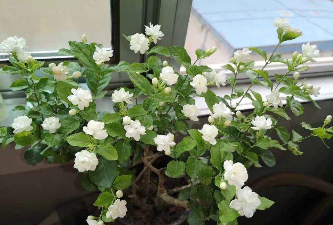 想要茉莉花“勤开花”,“秘诀”全部在这里,不会的花友都学学!