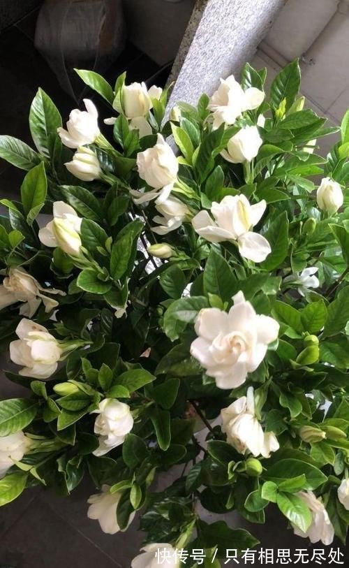 花瓣|客厅养花,这6种“香香花”,花香浓郁,养在客厅衣服都带香味