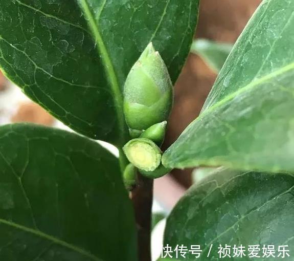 花友|茶花怎样养才能一年比一年开花多正确疏蕾和追肥必不可少