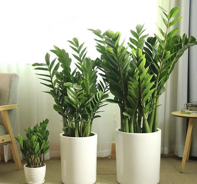 硫酸亚铁|40年老花友的养花浇水秘方,今天分享给大家