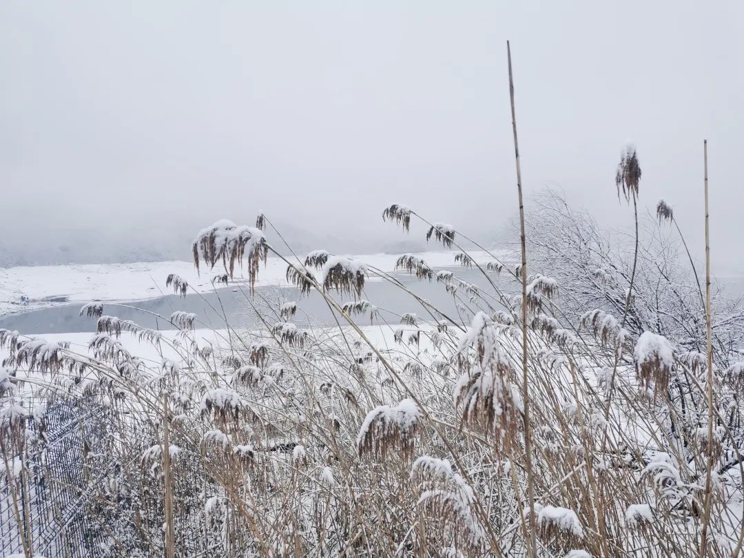 气温|杭州，雪！宁波，雪！绍兴，雪！可能要下到……太刺激了！