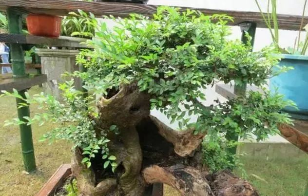 树桩|爷爷河边钓鱼偶遇老桩，搬回家做成盆景，比舍利干好看一百倍