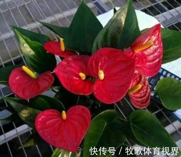 寓意|过年之前,给家里养上6种花,花朵红红火火、寓意美好