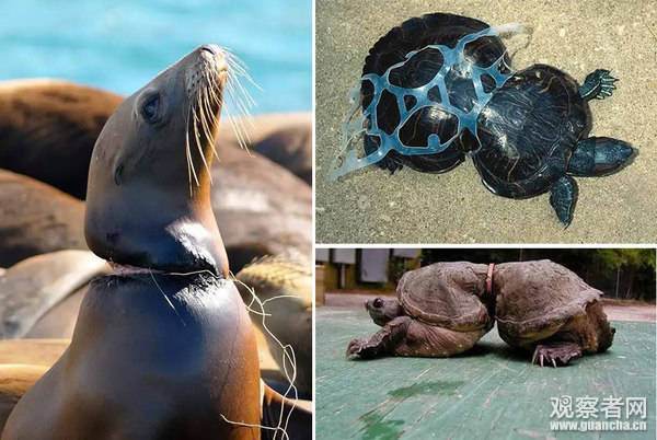 塑料造成严重的白色污染问题,给环境带来巨大负担,给无数动物带来巨大