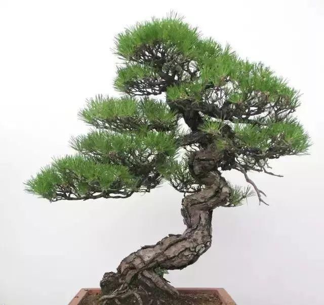 韵味|值得收藏的盆景设计图,别有韵味