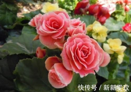 月季花|4种花特别适合阳台养,简单好养、懒人新手都能养好,美成花海!