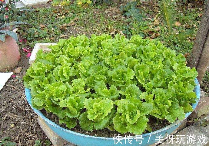 自己在家盆栽3种菜，15天后掐把炒菜，真香