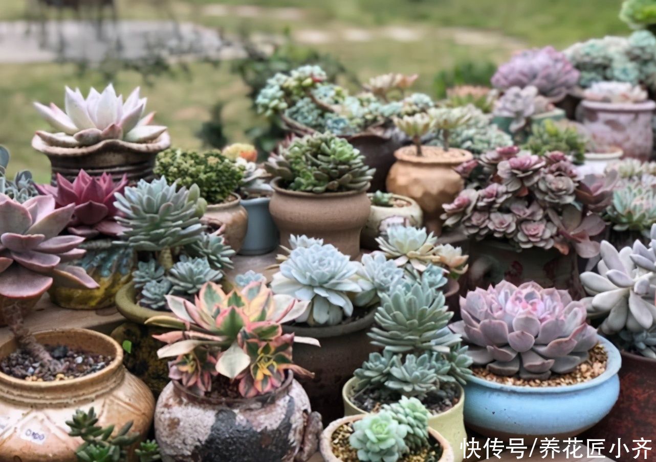 想要养好多肉，新手忌用“三种水”，否则容易伤根，严重会化水