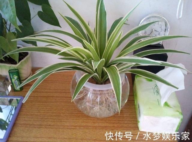 匍匐茎|5种花丢水里就活，每周加点水，简简单单轻松爆盆！