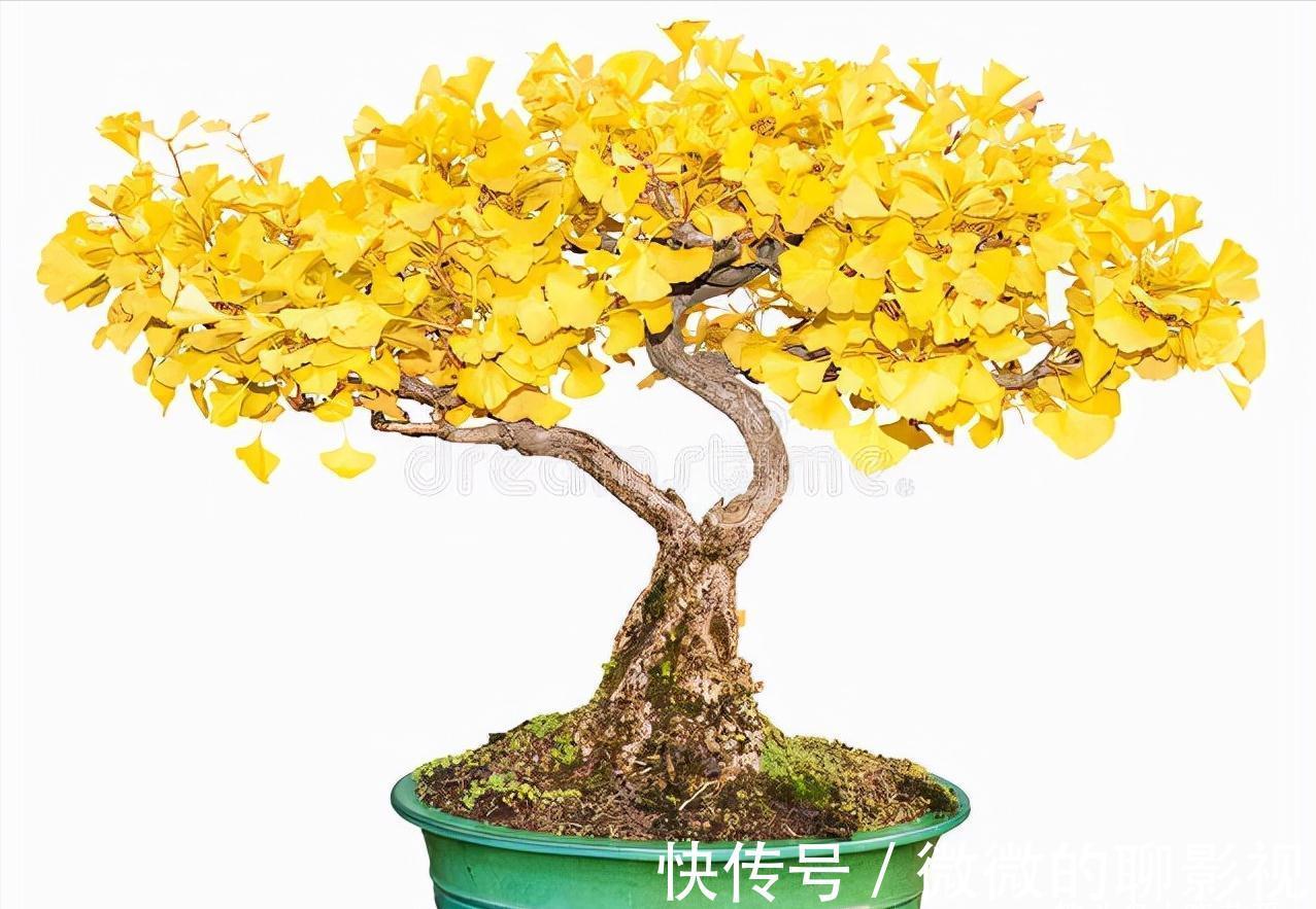 7种“旺宅树”,家有空地建议种一棵,能吃好看,旺财添福寓意好