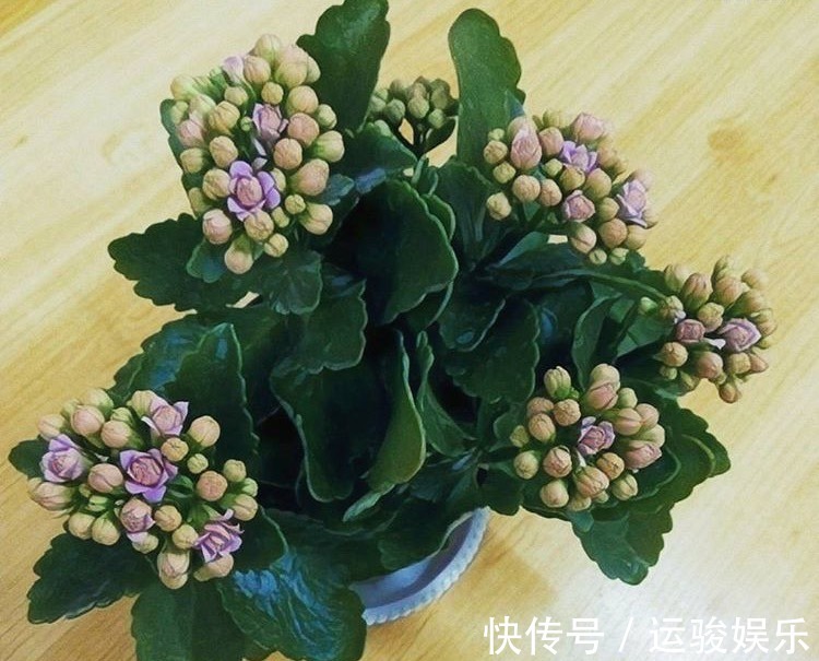 混合水比营养液更肥沃,家里的花卉长出更多的绿叶,开花更茂盛!