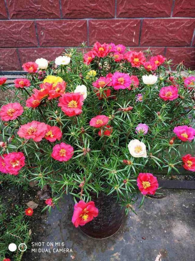 4种花特容易爆崽,呼呼长出一圈小芽,摁都摁不住