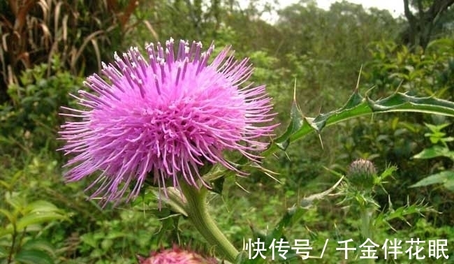 榆树钱|它是农村一大害草,满身是刺,却是春季极品野菜,含钙高,别错过