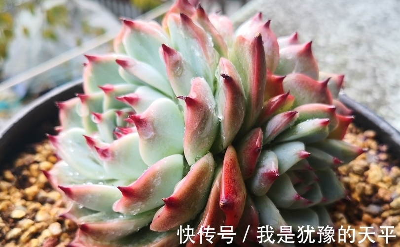 新买的多肉一换盆就挂了?那可能犯了这几种错,改正方可养好多肉