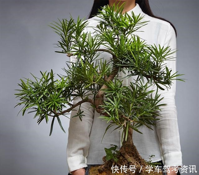 7种花,就得小盆养,盆越小水越少,长得更快!