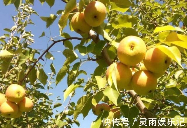 主枝|延长寿命、软化血管的南果梨,农民掌握种植要点,收获高产南果梨