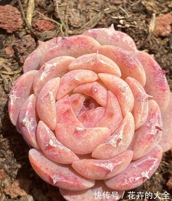 季节|即将立秋,多肉植物迎来生长季节,满足2点,好状态养出来