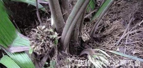 雄激素|农村不起眼的野草,却是天然“雄激素”,补肾助阳