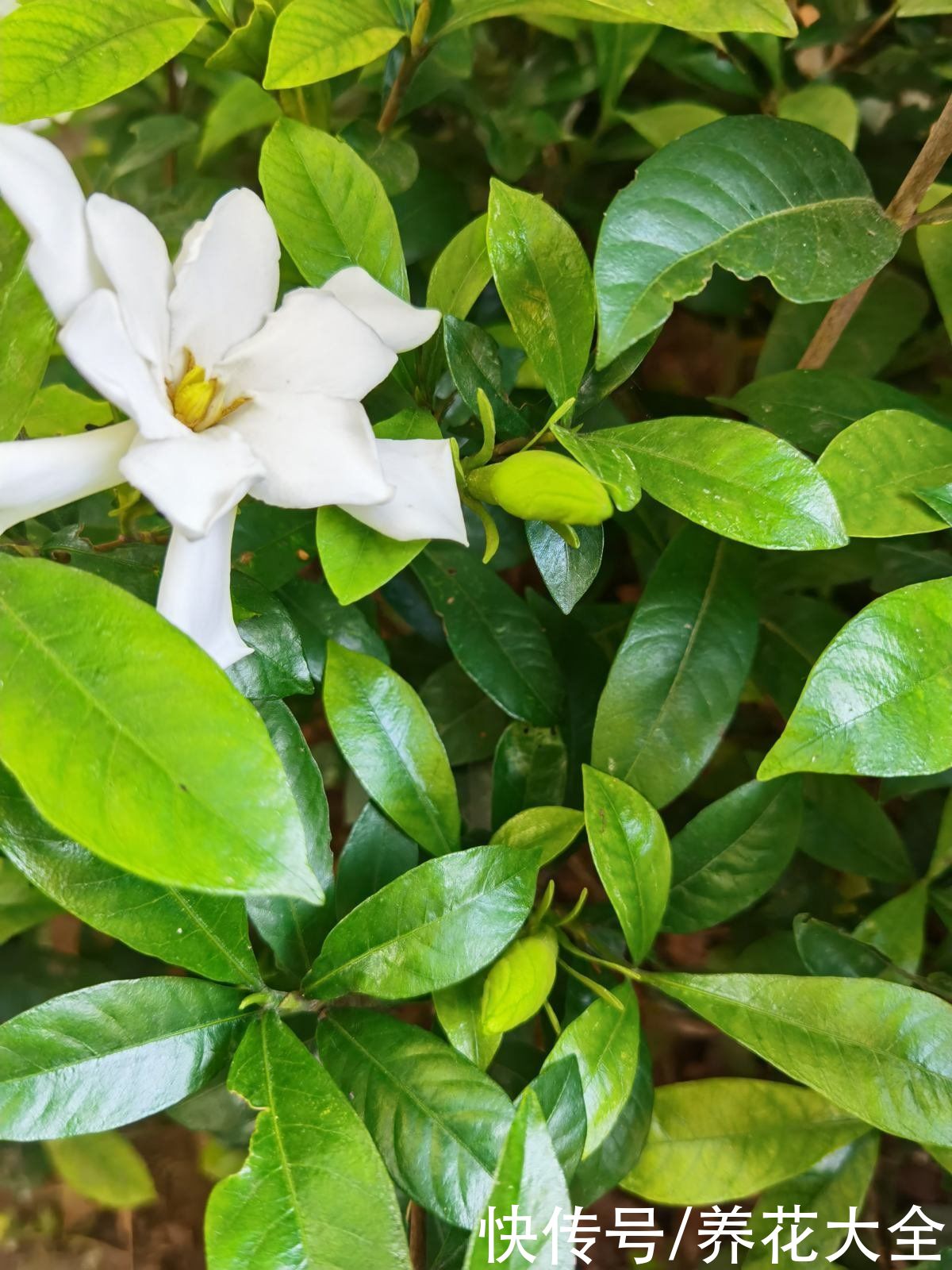 赤玉土|常见植物的配土方式，记住了不吃亏，植物越长越壮