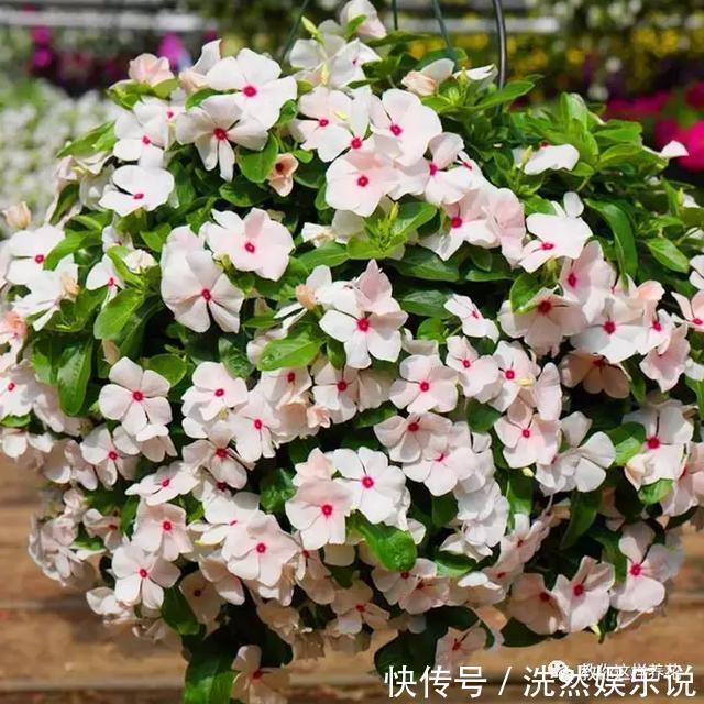 孕蕾|5种花爱晒太阳，越晒花越多，很快就能爆盆！