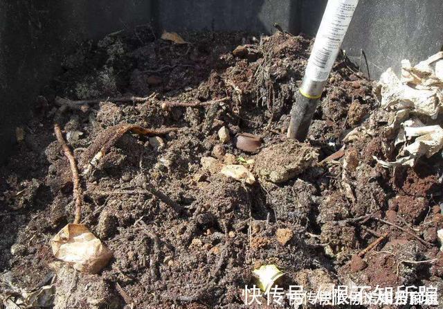 花友|茉莉、三角梅开得旺,土里两种花肥很重要,添一点就有明显效果