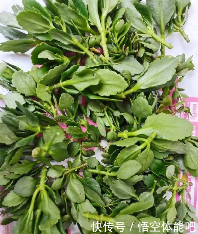 花一变这样,就是休眠了,赶紧换个地方养!花一变这样,就是休眠了,赶紧换个地方养!