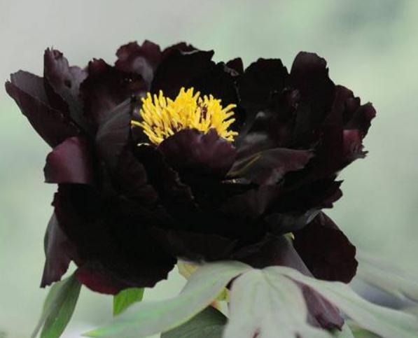 一种“黑色花”养家中，花多、叶大，没光也能活，花开“大如拳”