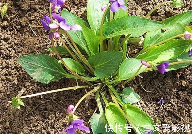 神王|农村一种野草叫“紫花地丁”,过去当喂猪草,殊不知是名贵中草药