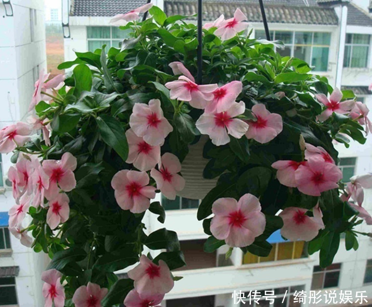 盆栽|这种花卉盆栽一开就是10多个月,好养易活浇点水就爆盆,美极了