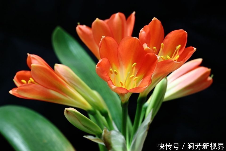 君子兰养了两三年都不开花看这招,让它嗖嗖长满盆,年年开花