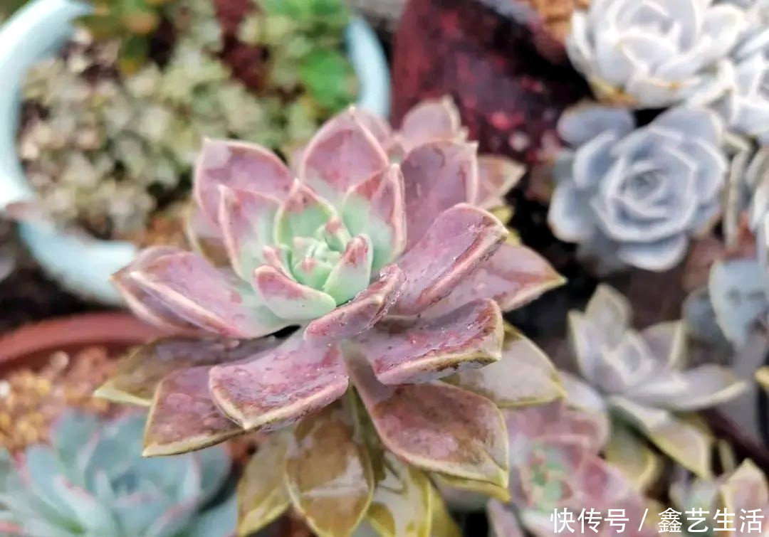 瀑布|最耐晒的8种多肉,夏天照样疯长不停,呼呼窜成小瀑布