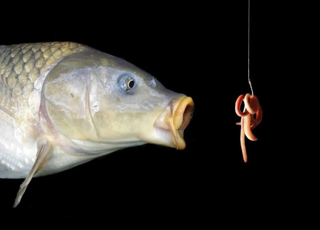 蚯蚓钓鱼这样加工，诱钓效果起码翻一倍