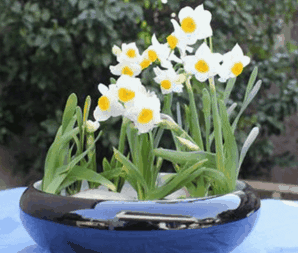 浇花还用黄豆水,那你就落伍了,养花达人都用它,浇完根茎变茁壮