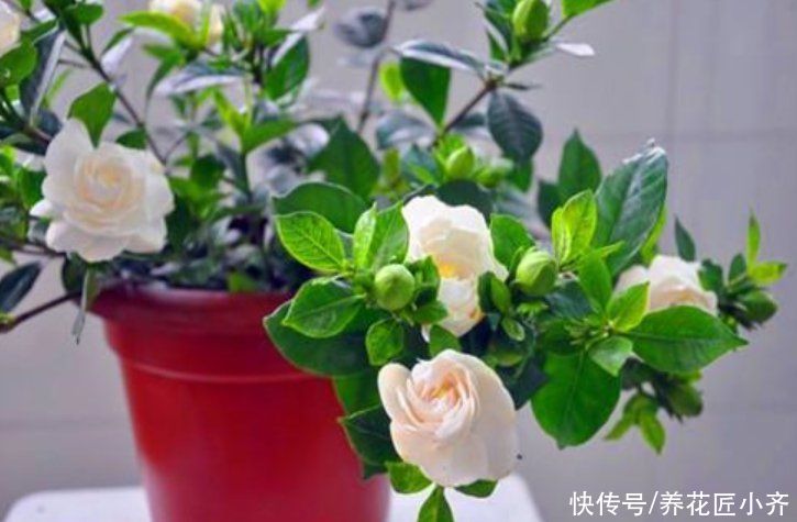 营养土|10个人养栀子花,9个人养不好,那是因为没有掌握真正的“技巧”