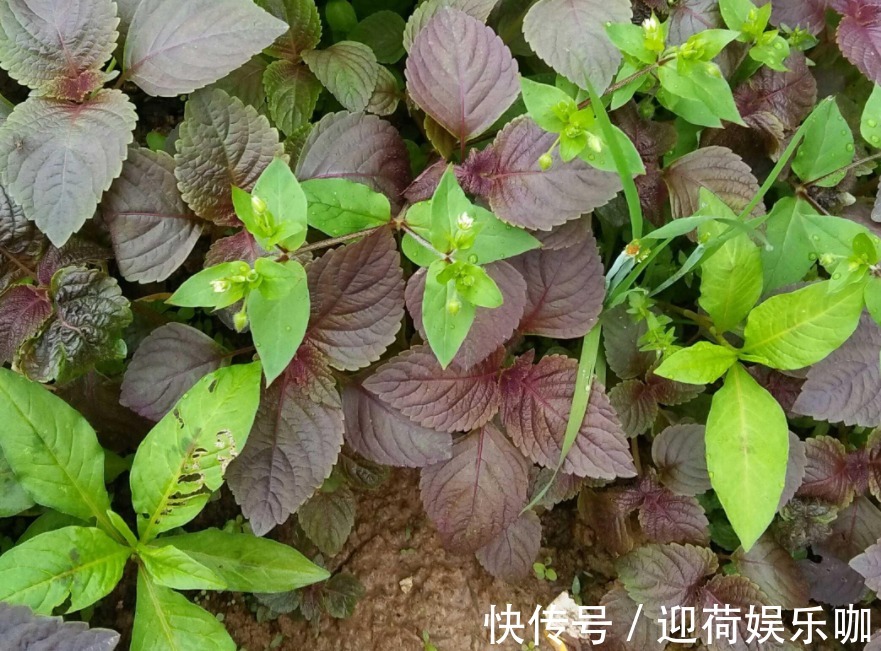 空盆养花土别闲着,种上这3样菜,观赏、食用两不误