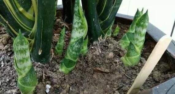 虎皮兰不长芽打开小开关,叶子厚又直,挤满一圈“肥崽子”