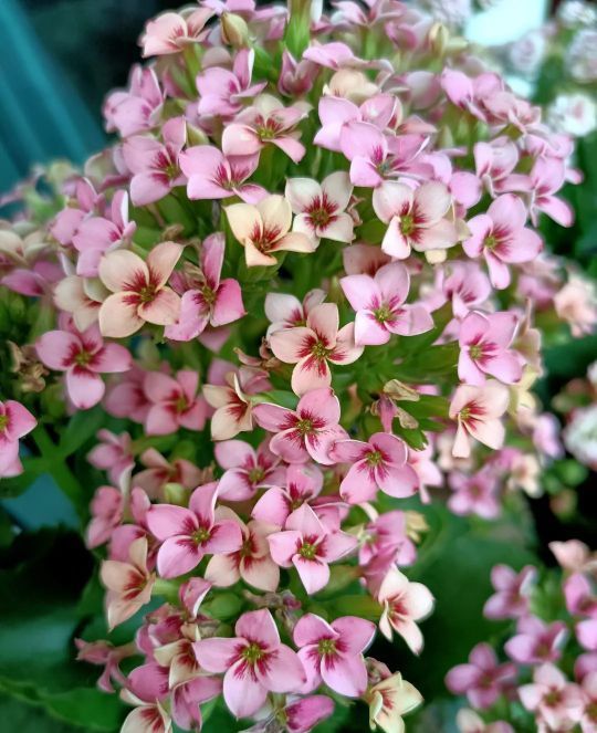 花友们|长寿花“装菜”不打花苞注意这“三点”,花苞呼呼冒花儿满枝头