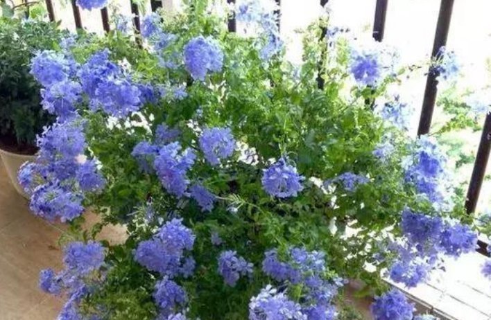 4种花最喜欢夏天,不怕热,不休眠,越晒开花越旺,美成花海