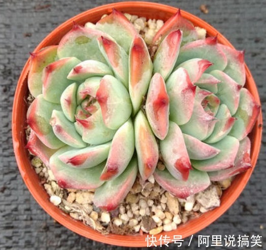 精挑细选32种多肉植物,1分钟掌握养护技巧,非常实用