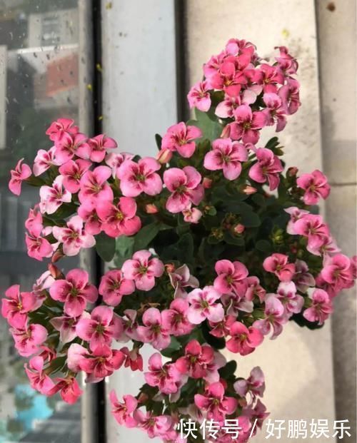 4种不同风格的花,谁见了都爱养,各有各的气质