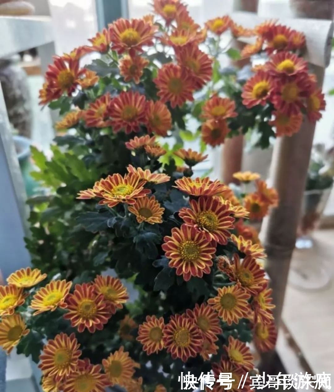 花园|养花技巧:客厅养一堆便宜花,一年四季开不停,没钱也能变花园!